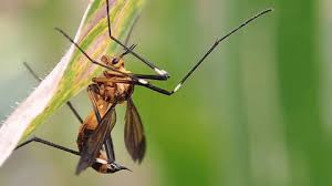 Attēlu rezultāti vaicājumam “Tipulidae”