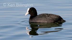 Attēlu rezultāti vaicājumam “Fulica atra”