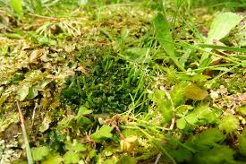 Attēlu rezultāti vaicājumam “Phaeoceros laevis subsp. carolinianus”