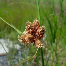 Attēlu rezultāti vaicājumam “Schistidium robustum sporophyte”