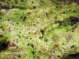 Attēlu rezultāti vaicājumam “Chaenotheca trichialis”