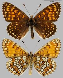 Attēlu rezultāti vaicājumam “Melitaea diamina”