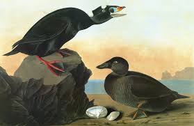 Image result for Melanitta perspicillata