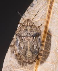 Attēlu rezultāti vaicājumam “Eurygaster testudinaria nymph”