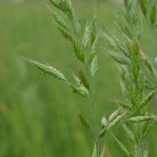 Attēlu rezultāti vaicājumam “Bromus hordeaceus subsp. hordaceus fruit”