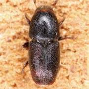 Attēlu rezultāti vaicājumam “Scolytus ratzeburgi”