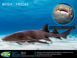 Image result for Ginglymostoma cirratum