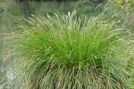 Attēlu rezultāti vaicājumam “Carex paniculata”