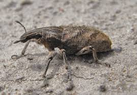 Attēlu rezultāti vaicājumam “Cleonis pigra”