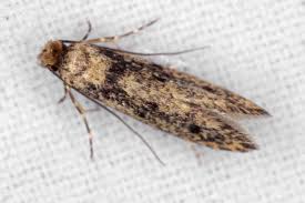 Attēlu rezultāti vaicājumam “Tineidae”