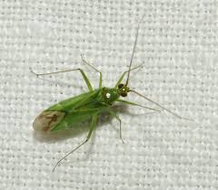 Attēlu rezultāti vaicājumam “Grypocoris sexguttatus imago”