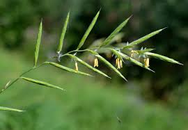 Attēlu rezultāti vaicājumam “Brachypodium pinnatum”