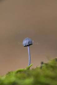 Attēlu rezultāti vaicājumam “Mycena pseudocorticola”