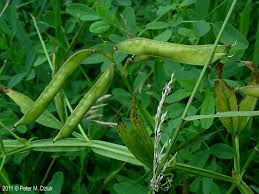 Attēlu rezultāti vaicājumam “Lathyrus sylvestris fruit”