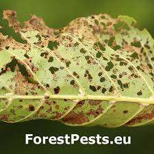 Attēlu rezultāti vaicājumam “Agelastica alni larva”