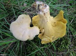 Attēlu rezultāti vaicājumam “Cantharellus cibarius”