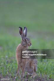 Attēlu rezultāti vaicājumam “Lepus europaeus adult”