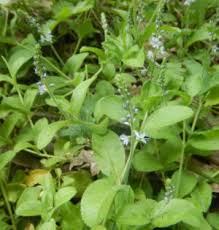 Attēlu rezultāti vaicājumam “Veronica officinalis fruit”