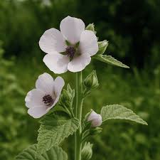 Image result for Althaea officinalis