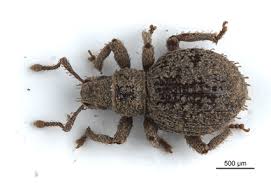 Attēlu rezultāti vaicājumam “Curculionidae”