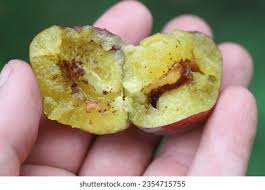 Attēlu rezultāti vaicājumam “Grapholita funebrana larva”