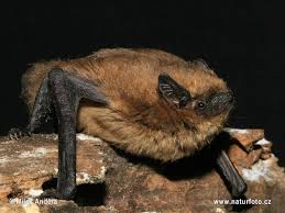 Attēlu rezultāti vaicājumam “Pipistrellus pygmaeus”