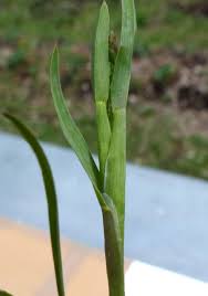 Attēlu rezultāti vaicājumam “Poa remota leaf”