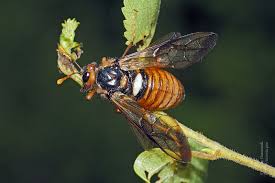 Attēlu rezultāti vaicājumam “Cimbex femoratus”