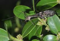 Attēlu rezultāti vaicājumam “Argyresthiidae”