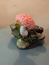 Attēlu rezultāti vaicājumam “Lamproderma pulchellum”