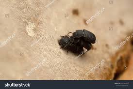 Attēlu rezultāti vaicājumam “Bolitophagus reticulatus larva”