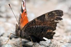 Attēlu rezultāti vaicājumam “Inachis io underside”