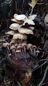 Attēlu rezultāti vaicājumam “Collybia acervata”