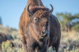 Attēlu rezultāti vaicājumam “Asaphidion pallipes”