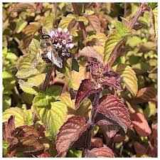 Attēlu rezultāti vaicājumam “Mentha aquatica leaf”