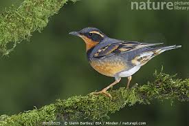 Image result for Ixoreus naevius