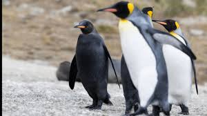Image result for penguin