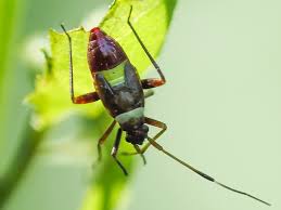 Attēlu rezultāti vaicājumam “Closterotomus biclavatus nymph”