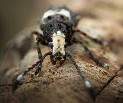 Attēlu rezultāti vaicājumam “Platystomos albinus”