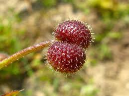 Attēlu rezultāti vaicājumam “Galium aparine fruit”
