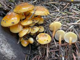 Attēlu rezultāti vaicājumam “Phellinus populicola”