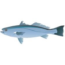 Image result for Cynoscion regalis