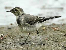 Attēlu rezultāti vaicājumam “Motacilla alba juvenile”