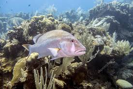 Image result for Lutjanus jocu