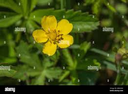 Attēlu rezultāti vaicājumam “Potentilla reptans flower”