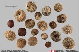 Attēlu rezultāti vaicājumam “Galium schultesii fruit”