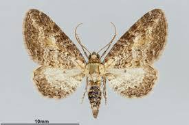 Attēlu rezultāti vaicājumam “Eupithecia subumbrata”