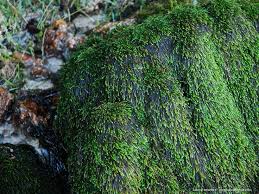 Attēlu rezultāti vaicājumam “Brachythecium rivulare”