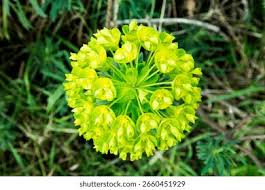 Attēlu rezultāti vaicājumam “Euphorbia palustris flower”