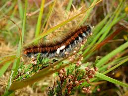 Attēlu rezultāti vaicājumam “Macrothylacia rubi larva”